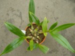 Dendrobium laevifolium.jpg