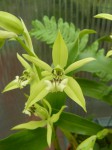 Coelogyne parishii.jpg