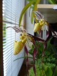 Paphiopedilum philippinense1.jpg