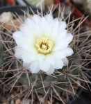 Gymnocalycium gibbosum.jpg