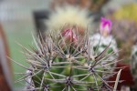 Gymnocalycium horridispinum.jpg