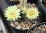 Gymnocalycium hybopleurum.jpg