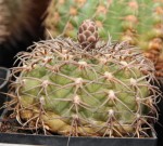 Gymnocalycium spegazzini.jpg