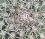 Gymnocalycium spegazzini_a.jpg