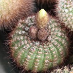 Notocactus apricus.jpg