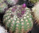 Notocactus uebelmannianus_a.jpg