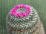 Mammillaria JE 381.jpg