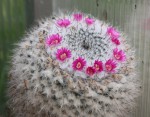 Mammillaria sp..jpg
