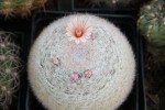 Mammillaria sp.1.jpg