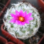 Neolloydia grandiflora.jpg