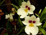 orchideje 1820.jpg