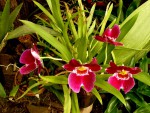 orchideje 1818.jpg