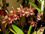 orchideje 1817.jpg