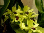 C. Burfordiense x dayana.jpg