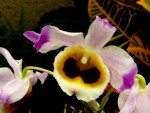 D. wardianum.jpg