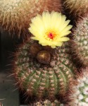 Notocactus apricus_a.jpg