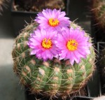 Notocactus uebelmannianus_b.jpg