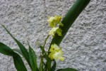 Oncidium cheiraphorum.JPG