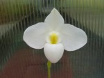 Paphiopedilum delenatii var. alba.jpg