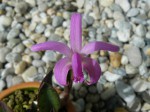 Laelia liliputana.jpg