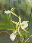 Brassavolla tuberculata.jpg