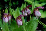 8243_Cypripedium Philipp.jpg