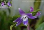 Dendrobium victoria reginae ( Royal AM x Blue Brothers AM )-001.jpg