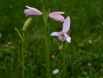 Pogonia 01.jpg