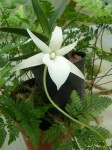 Angraecum elephantinum.jpg