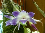 Dendrobium victoria-reginae.jpg