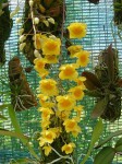 Dendrobium aggregatum1.jpg