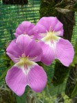 Miltonia bismarkii1.jpg