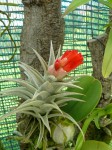 Tillandsia edithae1.jpg