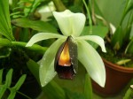 Coelogyne usitana.jpg