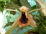 Coelogyne xyrekes.jpg