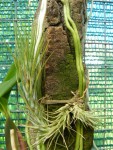 Tillandsia funckiana.jpg