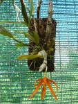 Dendrobium dickasonii.jpg