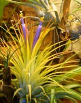 Ionantha5.jpg