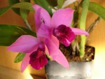 laelia_pumila_1.jpg