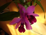 laelia_pumila_2.jpg