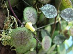 Dischidia hirta+Hoya curtisii.jpg