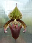 Paphiopedilum superbiens 2.jpg