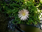 Delosperma cooperi.jpg