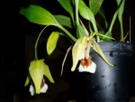 coelogyne speciosa 64.JPG