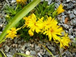 Delosperma dendromeda.jpg