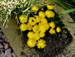 Delosperma nubigenum.jpg