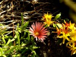 Delosperma Orange.jpg