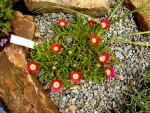 Delosperma Red Montain.jpg