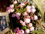 Delosperma sphalmathoides.jpg