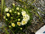 Delosperma White Nugget.jpg